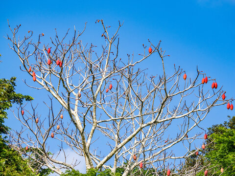 Munguba, Pseudobombax munguba, a kapok tree within the Pacaya Samiria Preserve, Peru