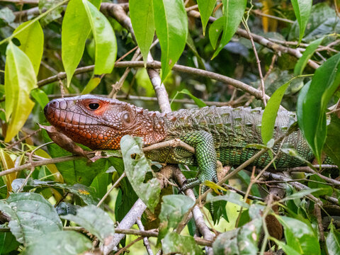 An adult northern caiman lizard, Dracaena guianensis, basking in a tree within the Pacaya Samiria Preserve, Peru
