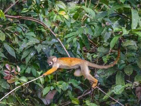 An adult common squirrel monkey, Saimiri sciureus, climbing in a tree within the Pacaya Samiria Preserve, Peru