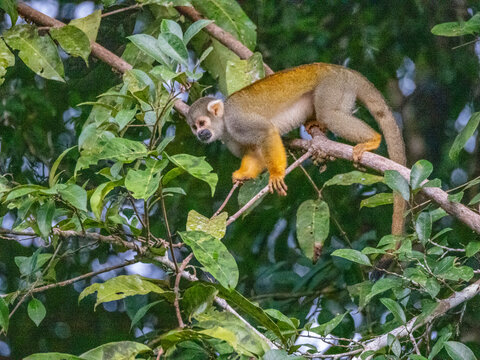 An adult common squirrel monkey, Saimiri sciureus, climbing in a tree within the Pacaya Samiria Preserve, Peru