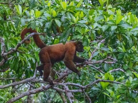 An adult common woolly monkey, Lagothrix lagothricha, climbing in a tree within the Pacaya Samiria Preserve, Peru