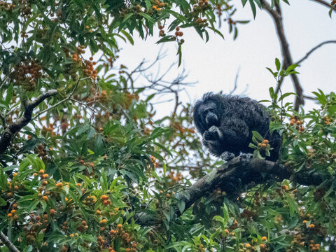 An adult Isabel's monk saki monkey, Pithecia isabela, feeding in a tree within the Pacaya Samiria Preserve, Peru