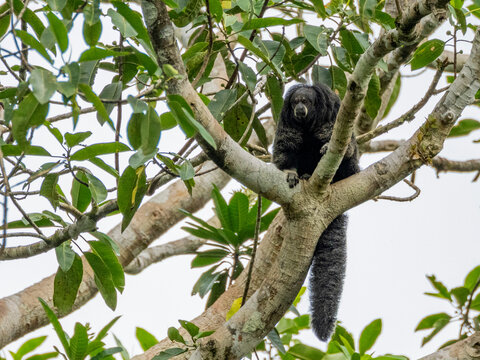 An adult Isabel's monk saki monkey, Pithecia isabela, sitting in a tree within the Pacaya Samiria Preserve, Peru