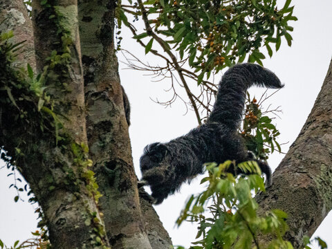 An adult Isabel's monk saki monkey, Pithecia isabela, leaping in a tree within the Pacaya Samiria Preserve, Peru