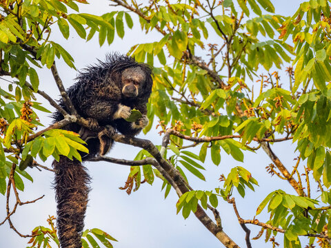 An adult Isabel's monk saki monkey, Pithecia isabela, feeding in a tree within the Pacaya Samiria Preserve, Peru