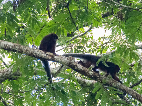 A pair of adult red titi monkeys, Plecturocebus cupreus, climbing in a tree within the Pacaya Samiria Preserve, Peru