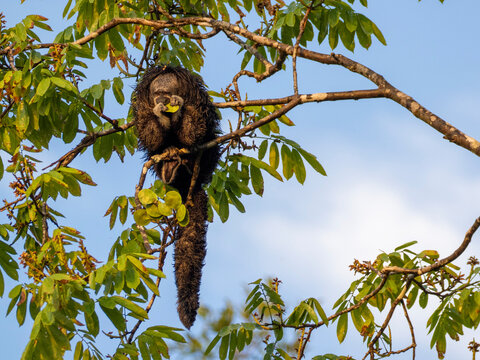 An adult Isabel's monk saki monkey, Pithecia isabela, feeding in a tree within the Pacaya Samiria Preserve, Peru