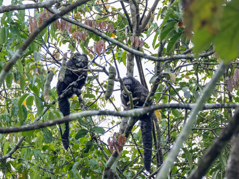 A pair of adult Isabel's monk saki monkeys, Pithecia isabela, feeding in a tree within the Pacaya Samiria Preserve, Peru