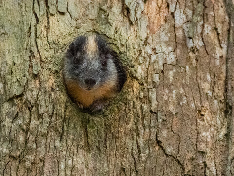 An adult yellow-crowned brush-tailed rat, Isothrix bistriata, living in a tree within the Pacaya Samiria Preserve, Peru
