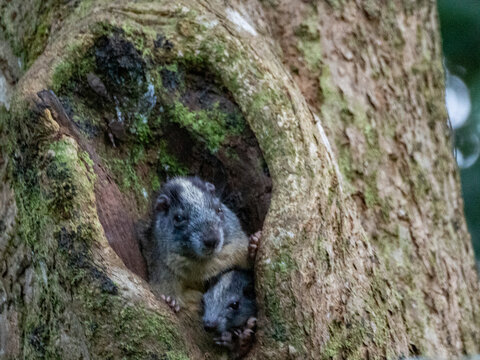 A pair of adult yellow-crowned brush-tailed rats, Isothrix bistriata, living in a tree within the Pacaya Samiria Preserve, Peru