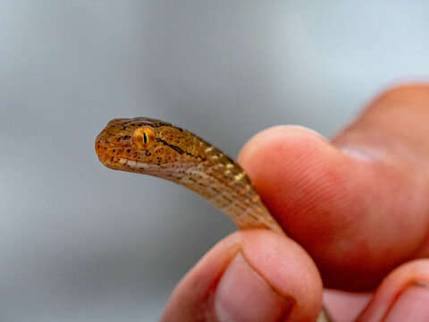 Adult Amazon coastal house snake, Thamnodynastes pallidus, deep within the Pacaya Samiria Preserve, Peru
