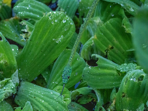 Adult black-skinned parrot snake, Leptophis ahaetulla nigromarginatus, deep within the Pacaya Samiria Preserve, Peru