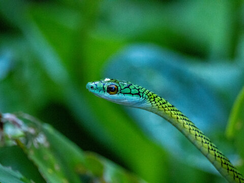 Adult black-skinned parrot snake, Leptophis ahaetulla nigromarginatus, deep within the Pacaya Samiria Preserve, Peru