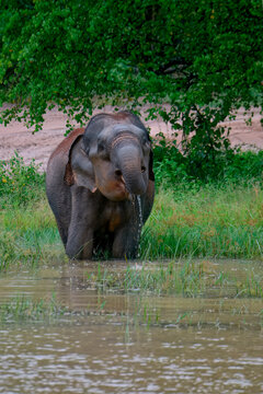 Sri Lankan elephant (Elephas maximus maximus) drinking water, Uda Walawe National Park, Sri Lanka