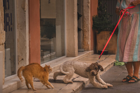 Dog and cat fight in streets of Corfu Town