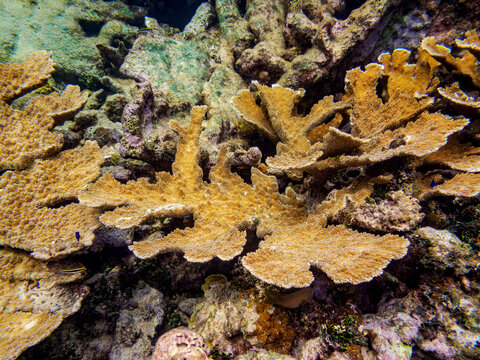 Underwater scene of the Hol Chan Marine Reserve, Shark Ray Alley and Coral Garden Snorkelling Tour, Belize