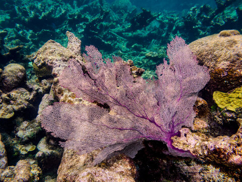 Underwater scene of the Hol Chan Marine Reserve, Shark Ray Alley and Coral Garden Snorkelling Tour, Belize
