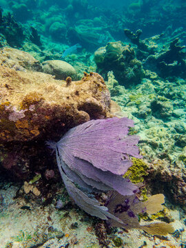 Underwater scene of the Hol Chan Marine Reserve, Shark Ray Alley and Coral Garden Snorkelling Tour, Belize