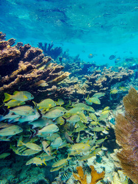 Underwater scene of the Hol Chan Marine Reserve, Shark Ray Alley and Coral Garden Snorkelling Tour, Belize