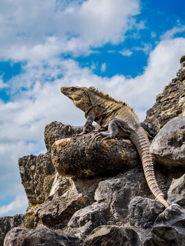 Iguana at El Castillo, Xunantunich Archaeological Site, Cayo District, Belize