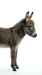 Fototapeta premium Gray donkey standing in profile isolated on white background for farm animal and livestock design projects.