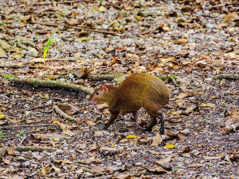 Central American Agouti (Dasyprocta punctata), San Ignacio, Cayo District, Belize