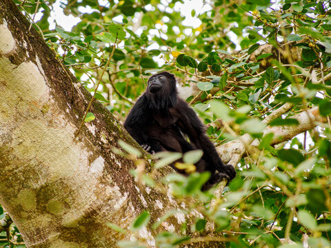 Yucatan black howler monkey (Alouatta pigra) at Lamanai Archaeological Reserve, Orange Walk District, Belize