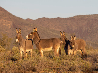 Naklejka premium Wild Burros in the Arizona Desert in Winter