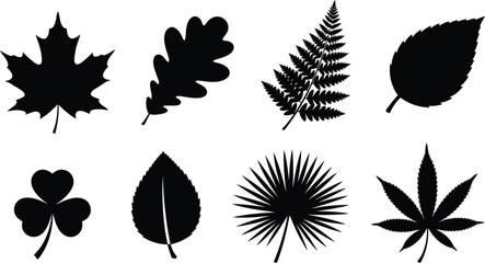 Collection of diverse leaf silhouettes including maple oak fern and clover perfect for nature graphics and seasonal design elements isolated on white © Muhammad