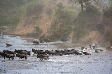 Сrossing across Mara River in Kenya. Zebras and wildebeest from Masai mara to Serengeti, Africa © Victor