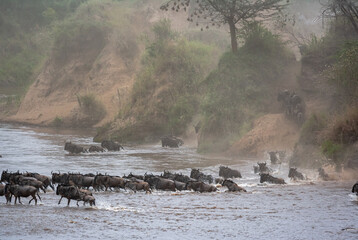 Сrossing across Mara River in Kenya. Zebras and wildebeest from Masai mara to Serengeti, Africa © Victor