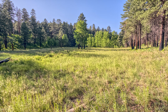 A grassy meadow in a valley near Clear Creek Canyon at Grand Canyon North Rim Arizona.