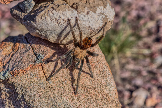 A male Tarantula native to the Chino Valley area of Arizona crawling on rocks, USA