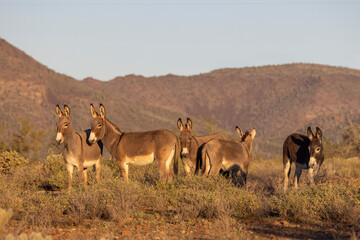 Naklejka premium Wild Burros in the Arizona Desert in Winter