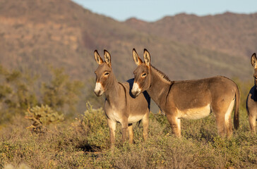 Naklejka premium Wild Burros in the Arizona Desert in Winter