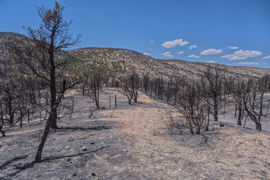 Scorched Earth and burned trees from the White Sage Wildfire near Jacob Lake Arizona, Kaibab National Forest, United States
