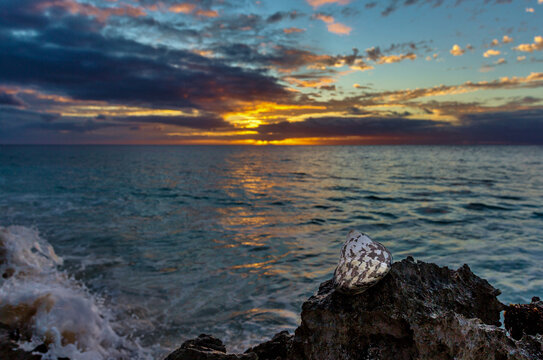 West Indian Top Shell (Cittarium pica) on a rock on the South Shore, Bermuda