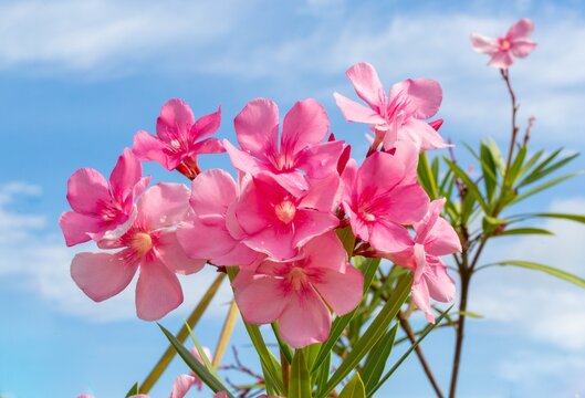Pink Oleander Flowers (Nerium oleander) also known as Rosebay, Bermuda