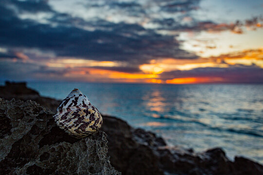 West Indian Top Shell (Cittarium pica) on a rock on the South Shore, Bermuda