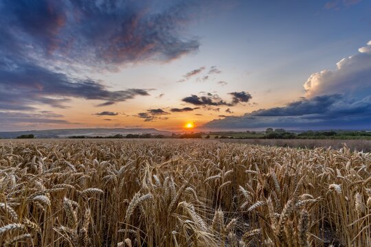 Sunset over wheat fields and the South Downs National Park near Wilmington, East Sussex, England, UK
