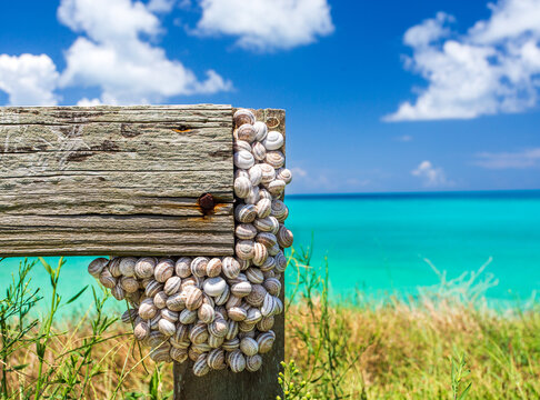 Snail shells on a fence by the sea in Bermuda