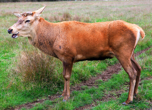 Stag, South Island, New Zealand