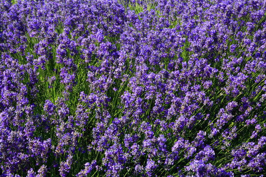 National Collection of Lavender, Norfolk Lavender, near Hunstanton, Norfolk, England, UK