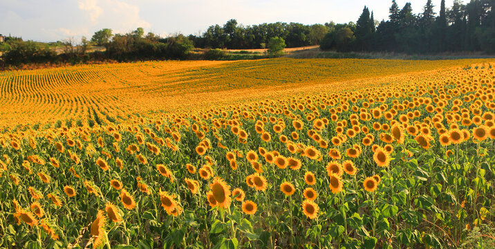 Sunflowers in summer evening light, near Montreal, Ariege, France