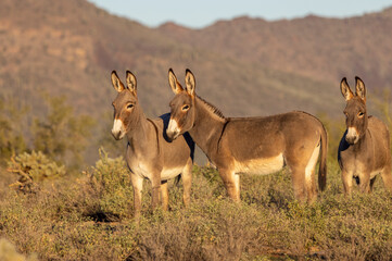 Naklejka premium Wild Burros in the Arizona Desert in Winter