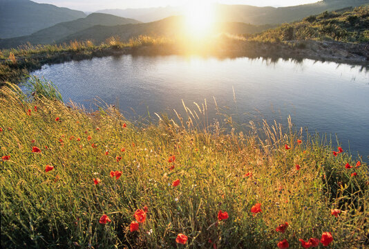 Poppies by Mountain lake at sunset, Drome department, region of Rhone-Alpes, southeastern France, Europe