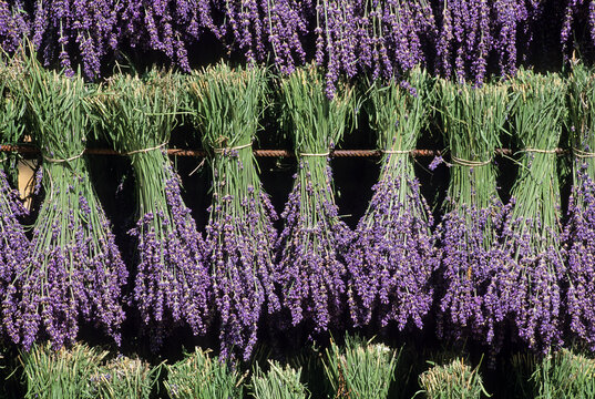 Lavandula angustifolia freshly picked bouquets hanging to dry, Drome department, region of Rhone-Alpes, France, Europe