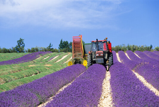 Lavender mechanical harvesting, Drome department, region of Rhone-Alpes, France, Europe