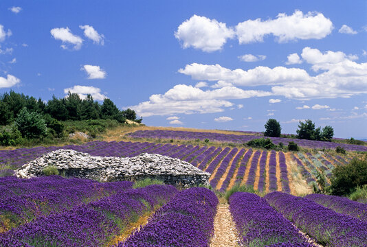 Dry stone hut called borie in a lavender field , Ferrassieres, Drome department, region of Rhone-Alpes, France, Europe