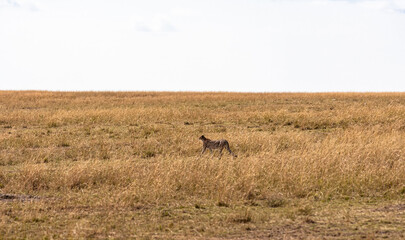 A cheetah actively searching for prey. Masai Mara, Kenya. © Victor